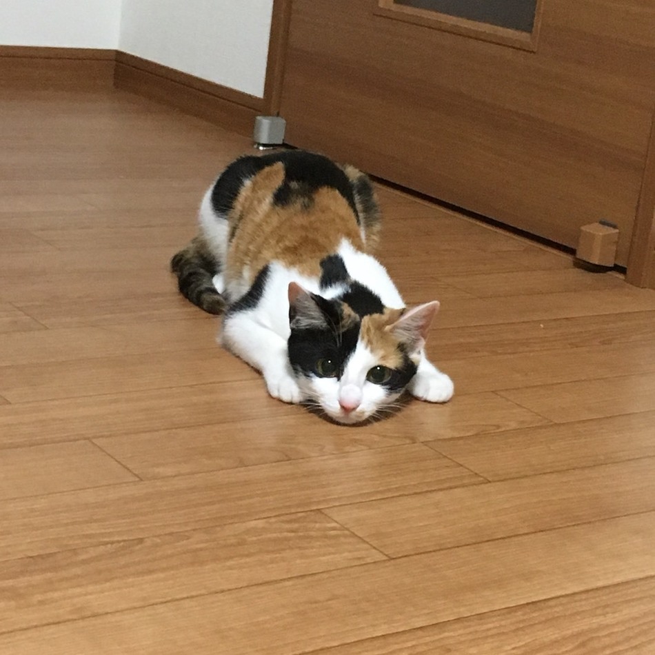 みかんのカバー写真