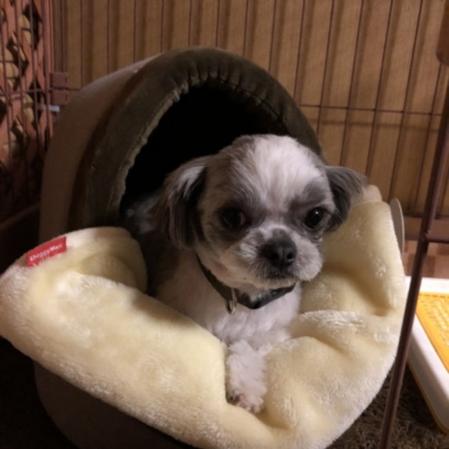 tibisukeのカバー写真