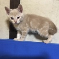 ベージュ色カギ尻尾のチビちゃん