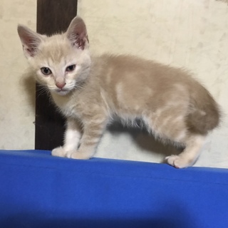 ベージュ色カギ尻尾のチビちゃん