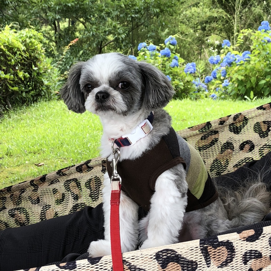 ゲンのカバー写真