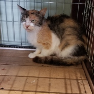 里親様決定❤  ありがとうございました