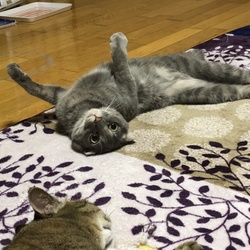 ナワバリ