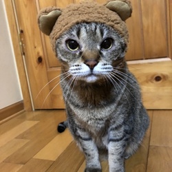 猫のかぶりもの