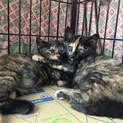 生後二ヶ月のサビ猫姉妹
