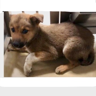 里親決定しました！