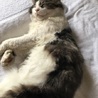 しやみか