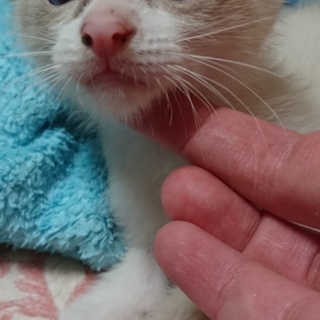 至急仔猫の里親募集