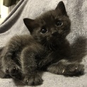 2ヶ月半のヤンチャな黒猫ちゃん