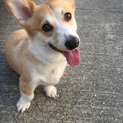 コーギーの男の子です。