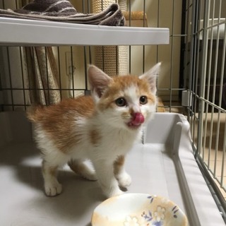 《子猫の里親さん探してます》女の子です