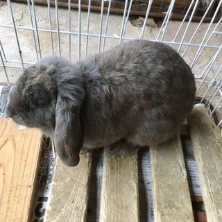 ドワーフロップイヤーのまりちゃん