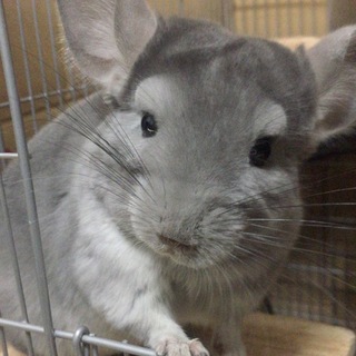 チンチラ バイオレット