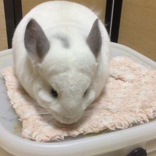 チンチラ パイド 女の子