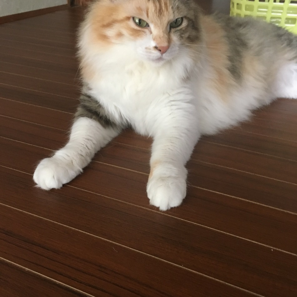すみれのカバー写真