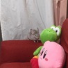 ソファ好きみたい