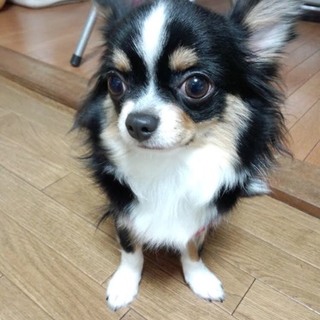 新しいお家が決まりました。有難うございました。