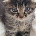 応募多数の為一旦停止 ふわふわキジ猫リコちゃん♀