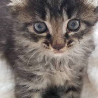 応募多数の為一旦停止 ふわふわキジ猫リコちゃん♀
