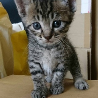 ありがとうございます。キジのれんげちゃん