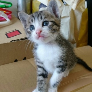 ありがとうございます☆白キジのしょうぶ君