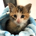 生後1.5ヶ月程元気な子猫ちゃんです(^^)