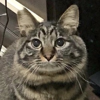 ぽんた