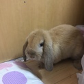 ロップイヤーラビット