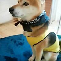 ぼたん