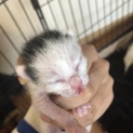 生まれたて子猫ちゃん！