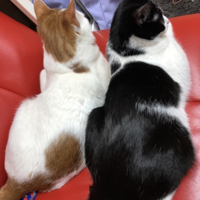 コム&モクのママのカバー写真