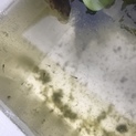 メダカ稚魚(オロチ、ミユキ、ダルマ、楊貴妃)