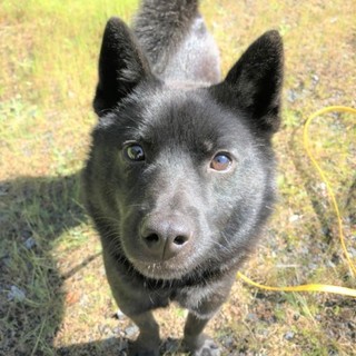 甲斐犬のプレティオくん里親さん募集中！