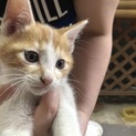 【募集終了】子猫5匹の里親さん募集
