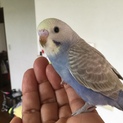 セキセイインコのヒナ