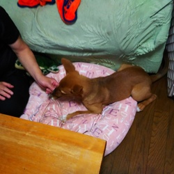 「ニジマスで激変したエマ」サムネイル2