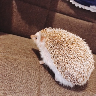 ハリネズミ1歳1匹 元気な男の子です