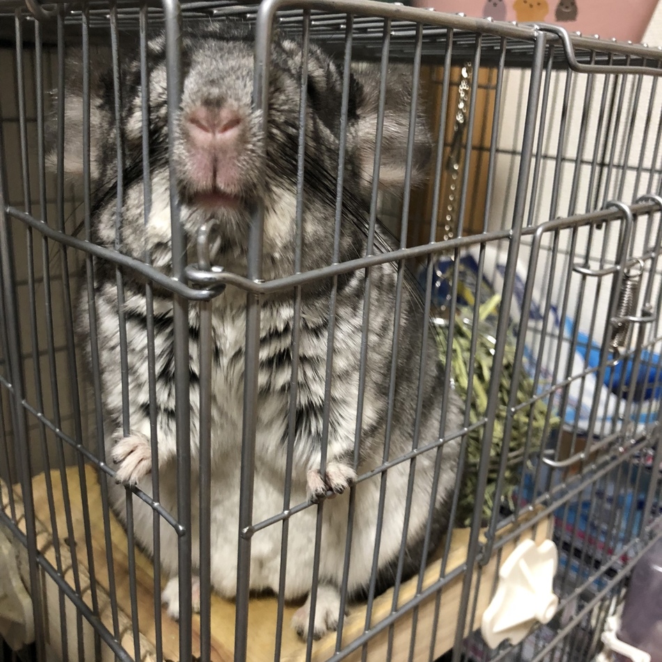 よもぎのカバー写真