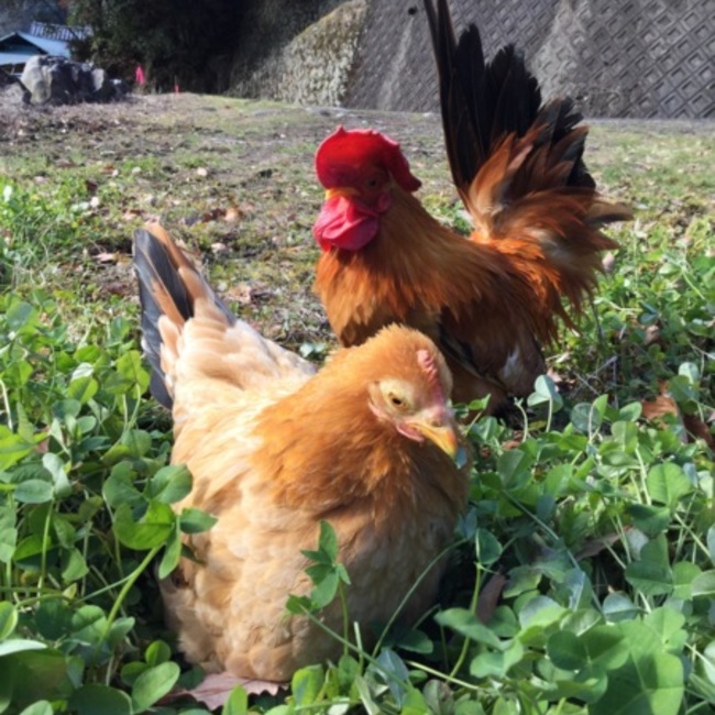 ムーチョリングのカバー写真