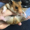 ジャンガリアン ゴールデンハムスター 里親募集 サムネイル4