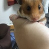 ジャンガリアン ゴールデンハムスター 里親募集 サムネイル5