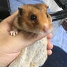 ジャンガリアン ゴールデンハムスター 里親募集 サムネイル6