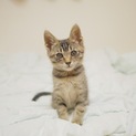 可愛い美人な子猫
