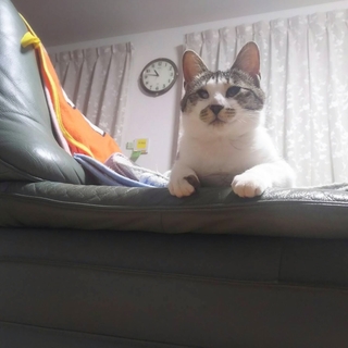 里親決定。ありがとうございます。