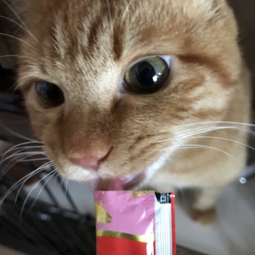 ちゅ〜る大好き！