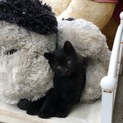 急募！推定生後一カ月黒猫ちゃん里親様募集！