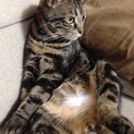 里親さん募集