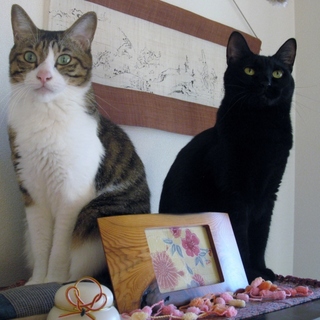 みかん＆ジジを助けて下さい