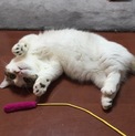 マンチカン 短足ちゃん 2歳 女の子
