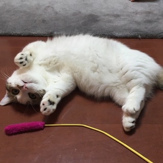 マンチカン 短足ちゃん 2歳 女の子